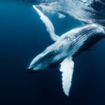 Cardano Whales